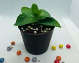 A picture of step 7 of Chocolate Pot with Cake Filling.