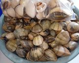 Foto langkah ke 1 dari resep Kerang Asam Manis.