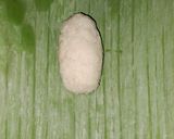 Foto langkah ke 2 dari resep Lemper isi Abon Pedas Endesss.