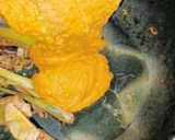 Foto langkah ke 4 dari resep Gulai Sapi Pedas.