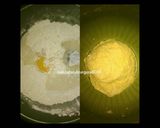 Foto langkah ke 1 dari resep Donat Cepat,Empuk & Ekonomis (Tanpa Proofing) #beranibaking.