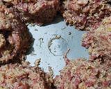 Foto langkah ke 2 dari resep Gadon Daging.