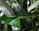 Foto langkah ke 1 dari resep Kangkung Kacang panjang Kuah Santan.