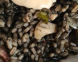 Foto del paso 19 de la receta 201. Arroz Negro con Alioli