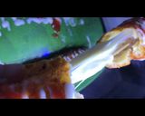Foto langkah ke 6 dari resep Corndog simple.