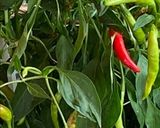 Une image de l'étape 2 de Curry légumes de saison.