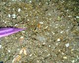 A picture of step 5 of Alsi ki Pinni.