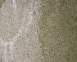 A picture of step 2 of Chicken Breast in Pistachio Cream.