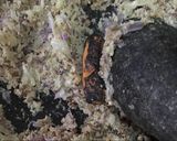 Foto langkah ke 1 dari resep Tempe Tepung Mustard.