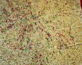 A picture of step 5 of Sesame brittle.