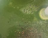 Spenót leves recept fázis 3 fotója
