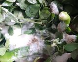 A picture of step 1 of Methi Chutney.