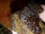 Sambal Terong Teri Terasi