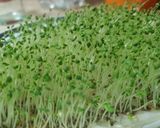 Foto del paso 3 de la receta: Brotes de chía