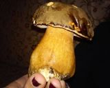 Foto del paso 2 de la receta: Patata trufada pinícola