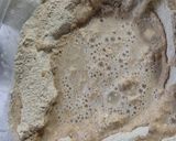 Foto del paso 2 de la receta: Pan árabe con harina integral