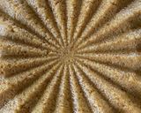 A picture of step 4 of Milk cake.