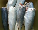 Gambar langkah 1 resipi Tumis Sawi Calong Ikan.