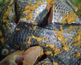 Foto langkah ke 2 dari resep Bumbu kuning untuk ikan goreng.