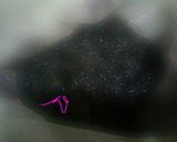 Foto langkah ke 2 dari resep Urap Ketan Hitam (ketan hitam tabur kelapa parut).