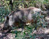 Foto del paso 1 de la receta: Estofado de Solomillo de Jabalí al Cava
