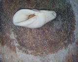 A picture of step 21 of Maharashtrian puran poli.