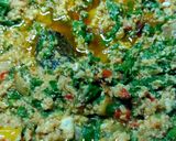 A picture of step 12 of Egg sauce with spinach.