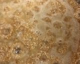 A picture of step 2 of Sama orange flavored halwa.