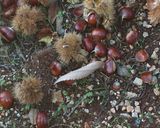 Foto del passaggio 6 della ricetta Le caldarroste di Mari Na🌰