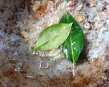 Foto langkah ke 2 dari resep Tumis Pindang tongkol.