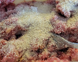 Foto del paso 3 de la receta: Albóndigas en salsa de champiñones