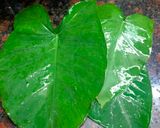 A picture of step 1 of Taro Leaves Subzi.
