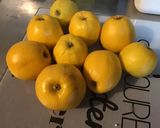 Une image de l'étape 1 de Flan pâtissier aux pommes (pâte brisée épeautre et sirop de canne).