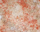 A picture of step 1 of Masala laccha parantha.