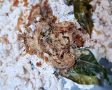 Foto langkah ke 3 dari resep Kukus/pepes tahu kemangi.