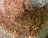 Foto langkah ke 2 dari resep Gulai daging anti prengus.