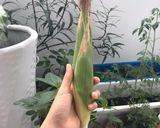 Hình bước làm 1 của món Chè bắp 😂😂😂 (món tào lao nhất của Neo)(Bắp trồng ban công, thụ phấn nhân tạo)