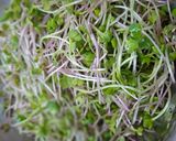 Hình bước làm 4 của món Salad Rau Mầm Trộn Thịt Bò Áp Chảo