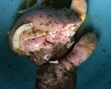 Foto del paso 1 de la receta: Pollo al horno 🍗🍋enmantequillado y adobado con limón