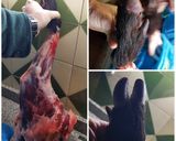 Foto del paso 1 de la receta: Estofado de Solomillo de Jabalí al Cava