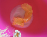 Foto del paso 2 de la receta: Yo-yo