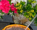 Foto del paso 3 de la receta: Batido de oreo con tres ingredientes