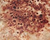 A picture of step 4 of Aloo paratha.