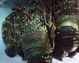 Foto langkah ke 1 dari resep Lobster saos padang.