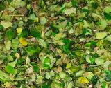 A picture of step 2 of Moringa Leaves Salad 🥗.