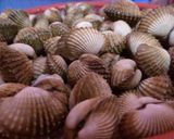 Foto langkah ke 1 dari resep Kerang dara (rebusan bumbu ala kadarnya) 😂.
