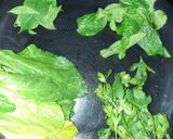 A picture of step 1 of Spinach Smoothie.