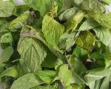 A picture of step 3 of Mint_Margarita.