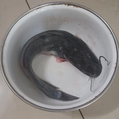 Langkah 1