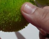 A picture of step 2 of Crispy Fried Spiny Gourd.
